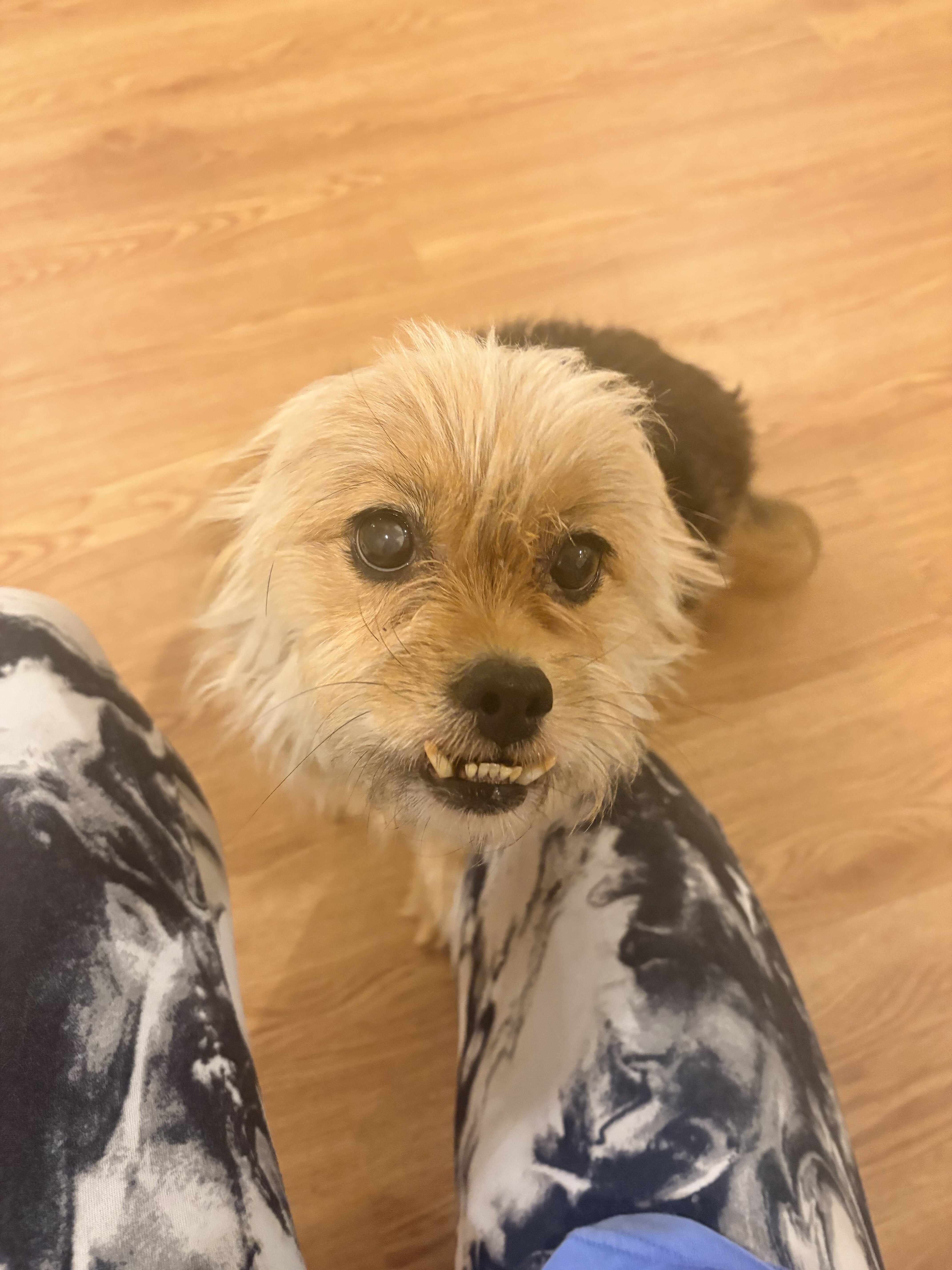 2 Dogs Maltese/Yorkie image 2