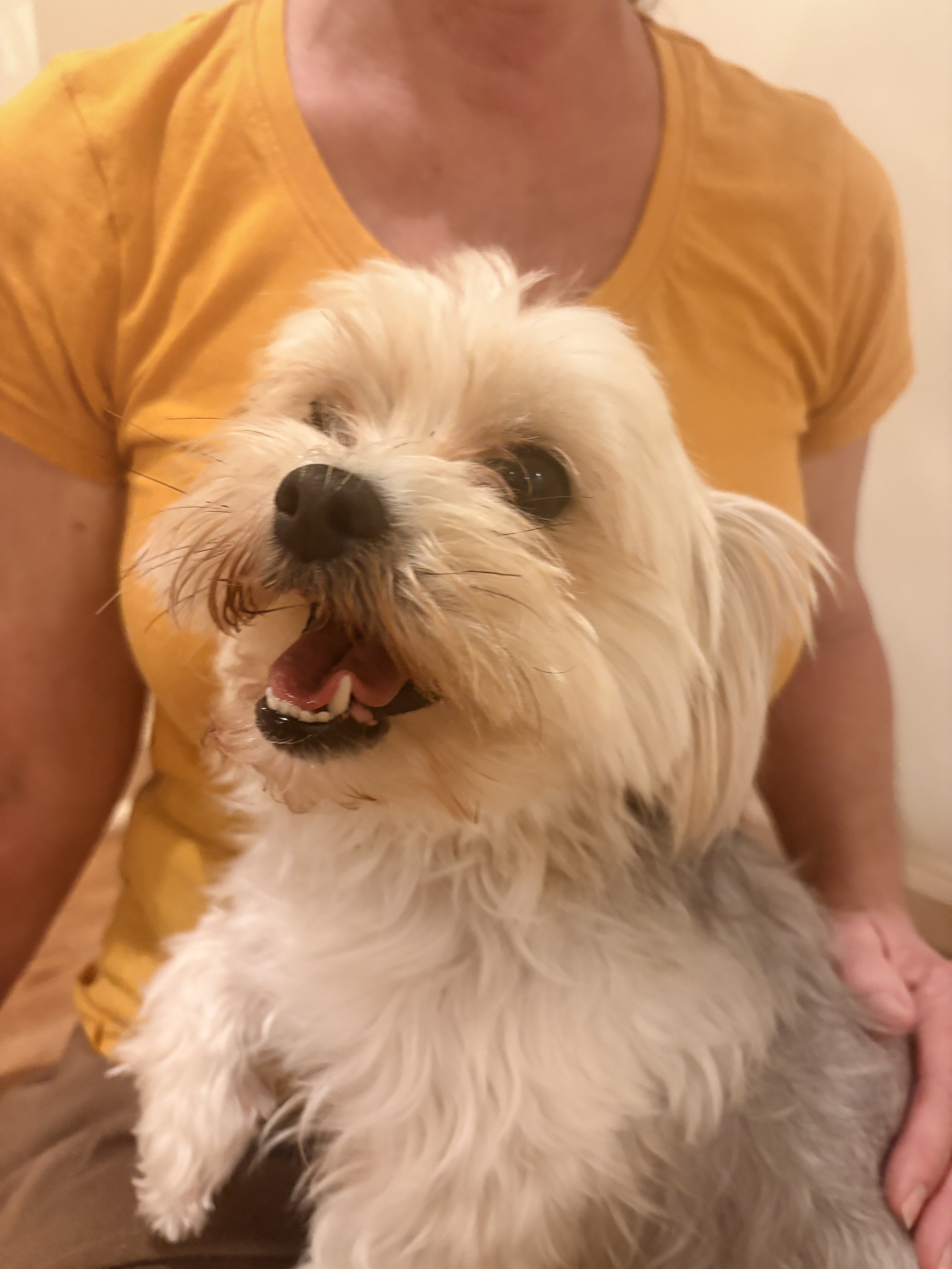 2 Dogs Maltese/Yorkie image 1