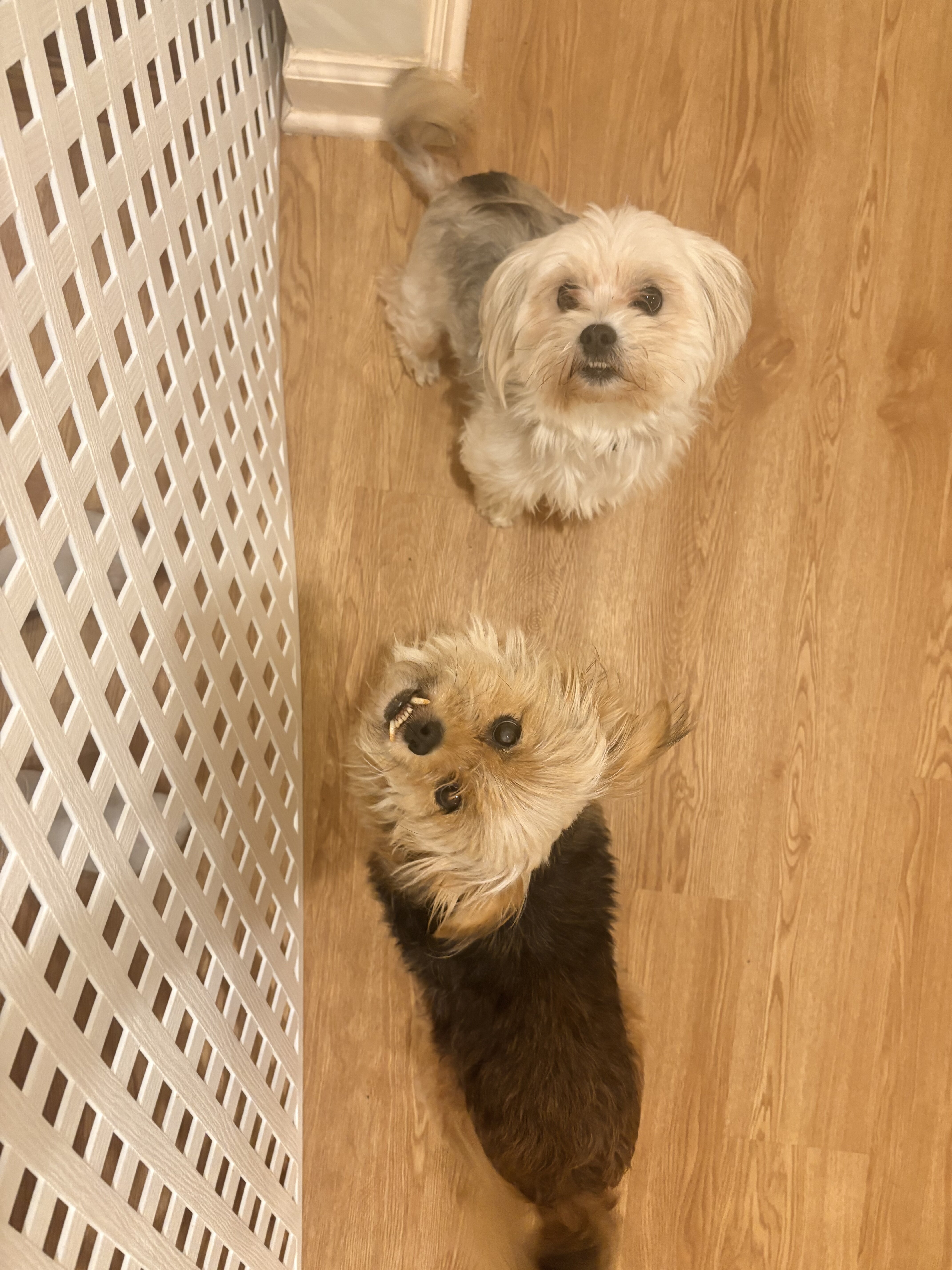 2 Dogs Maltese/Yorkie image 3