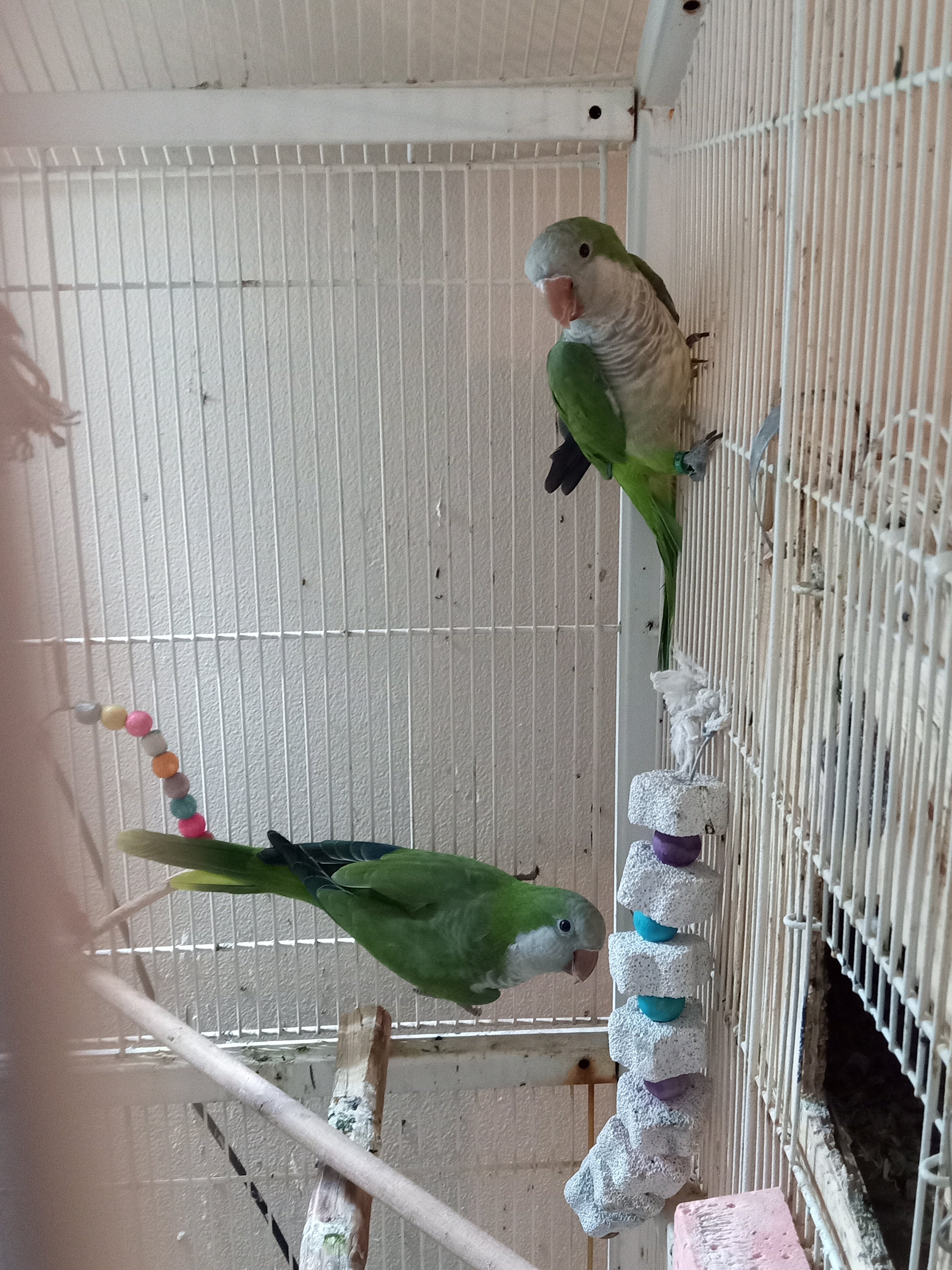 Pair of Quaker parrots image 1