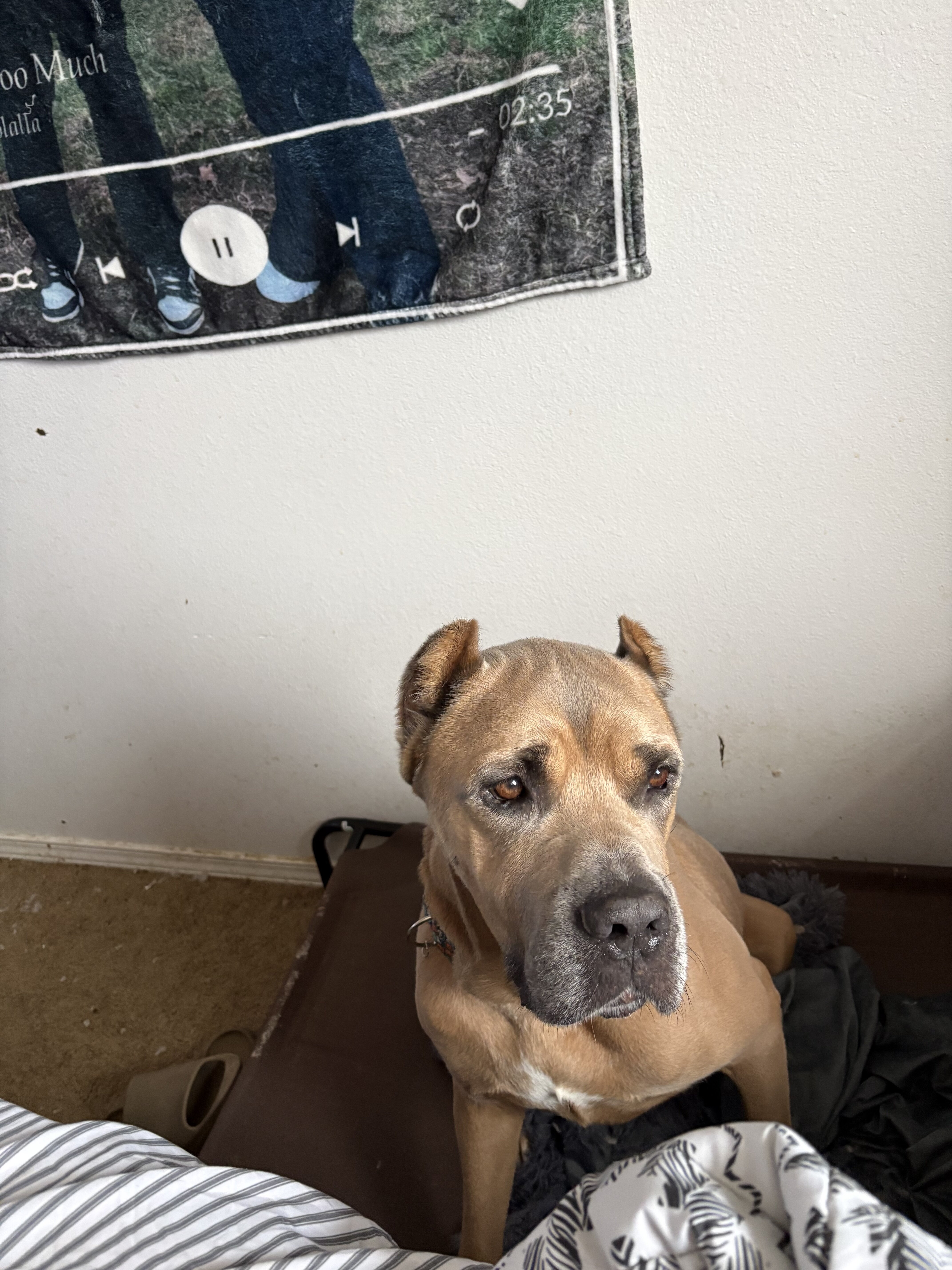Cane corso image 2