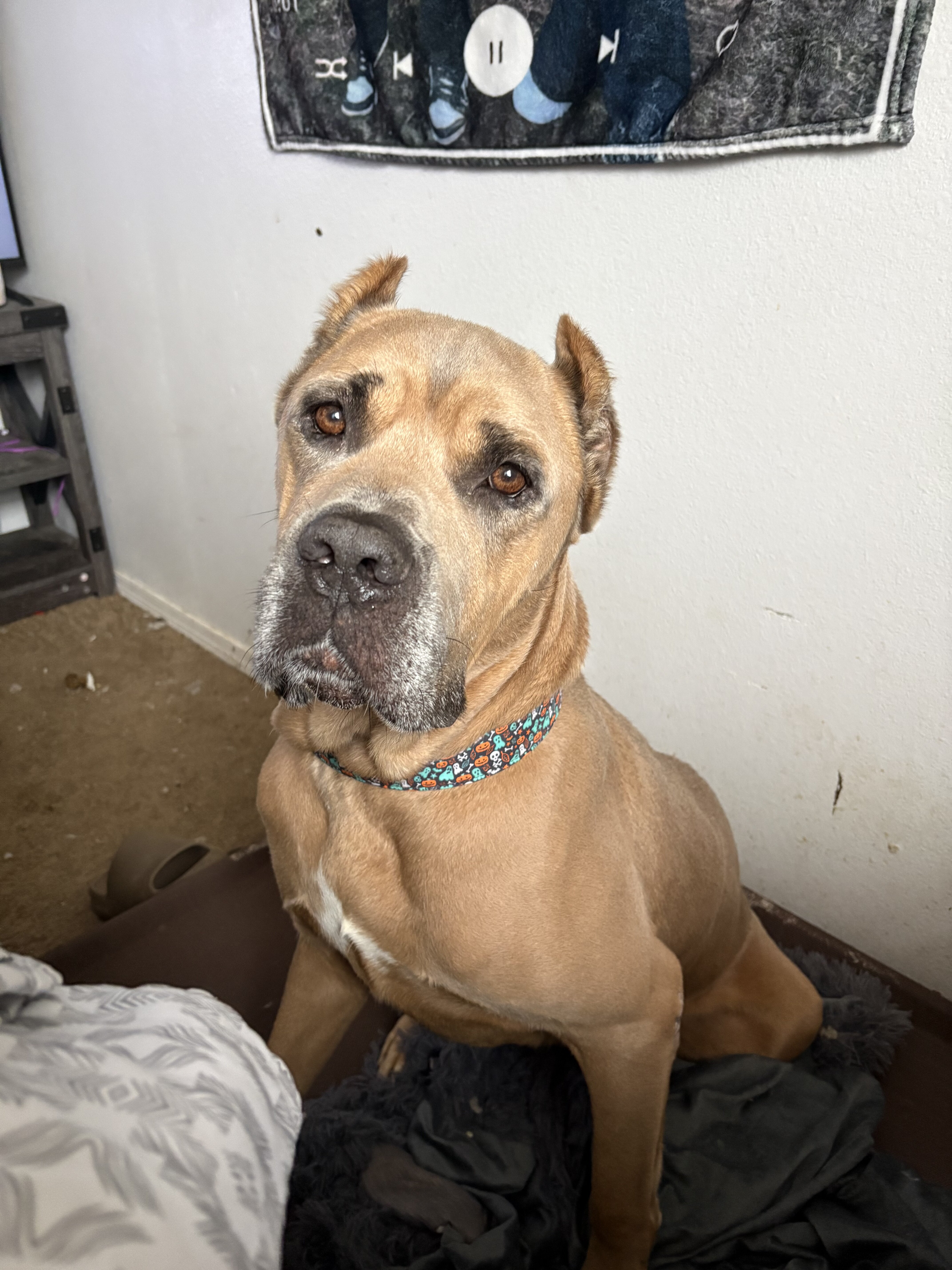 Cane corso image 1
