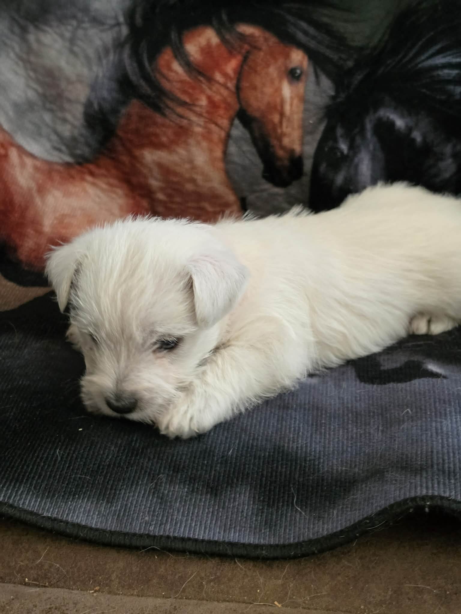 West Highland Terrier pup image 1