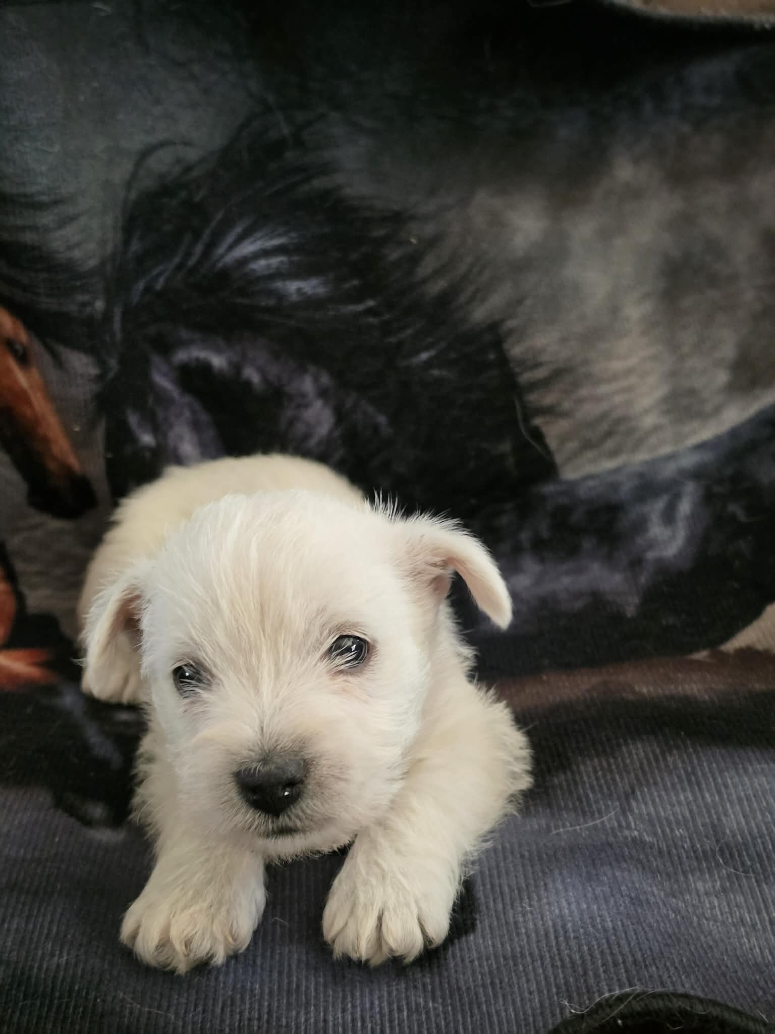 West Highland Terrier pup image 2
