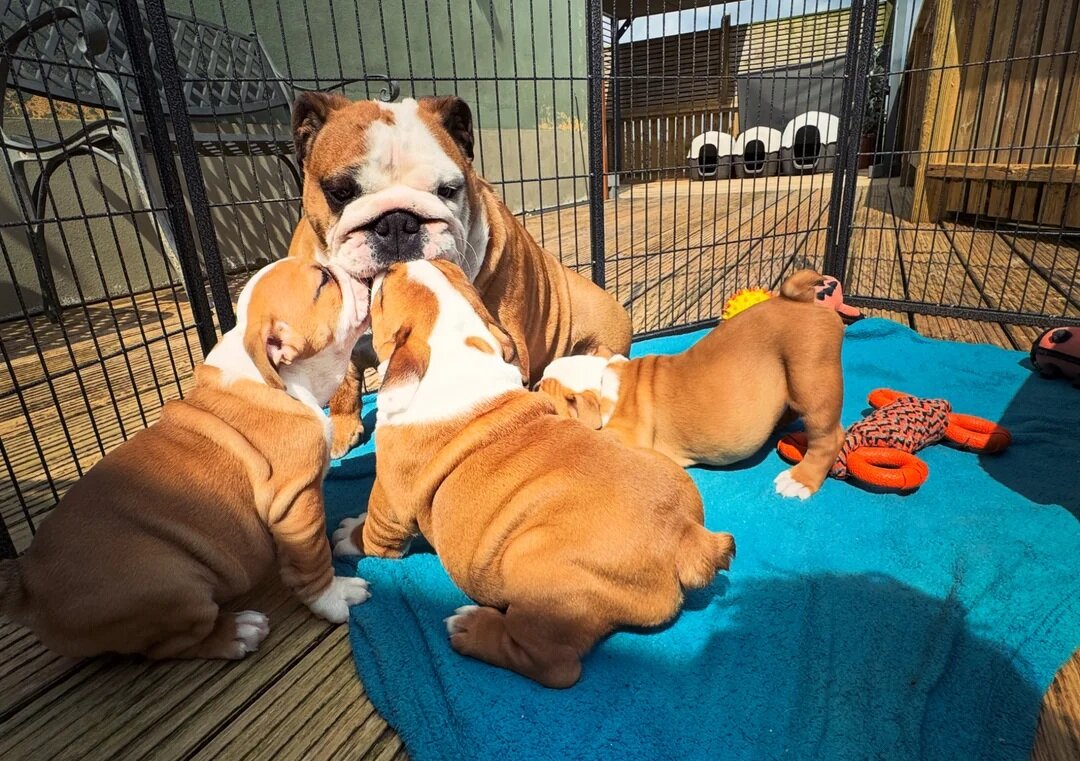 English bulldog puppies image 2