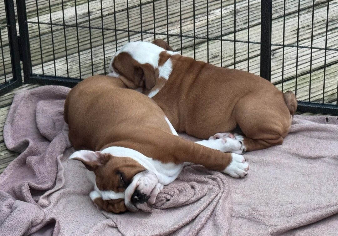 English bulldog puppies image 1