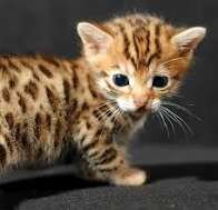 Male and Female Bengal Kittens image 4