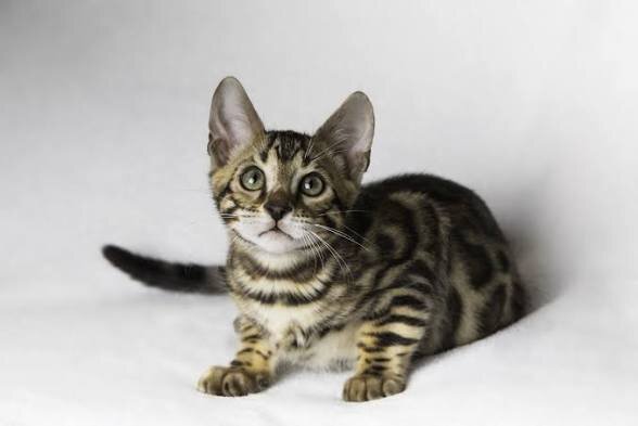 Male and Female Bengal Kittens image 3