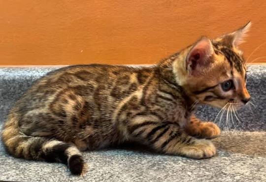 Male and Female Bengal Kittens image 2