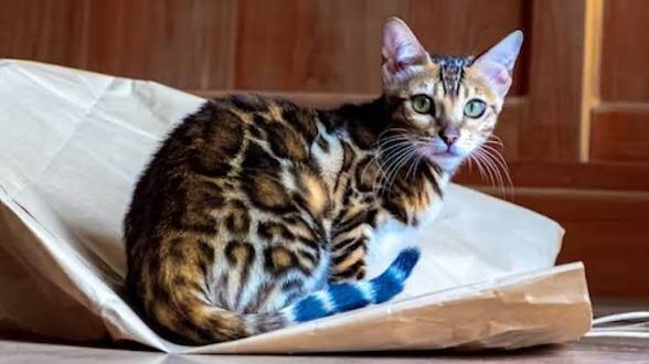 Male and Female Bengal Kittens image 1