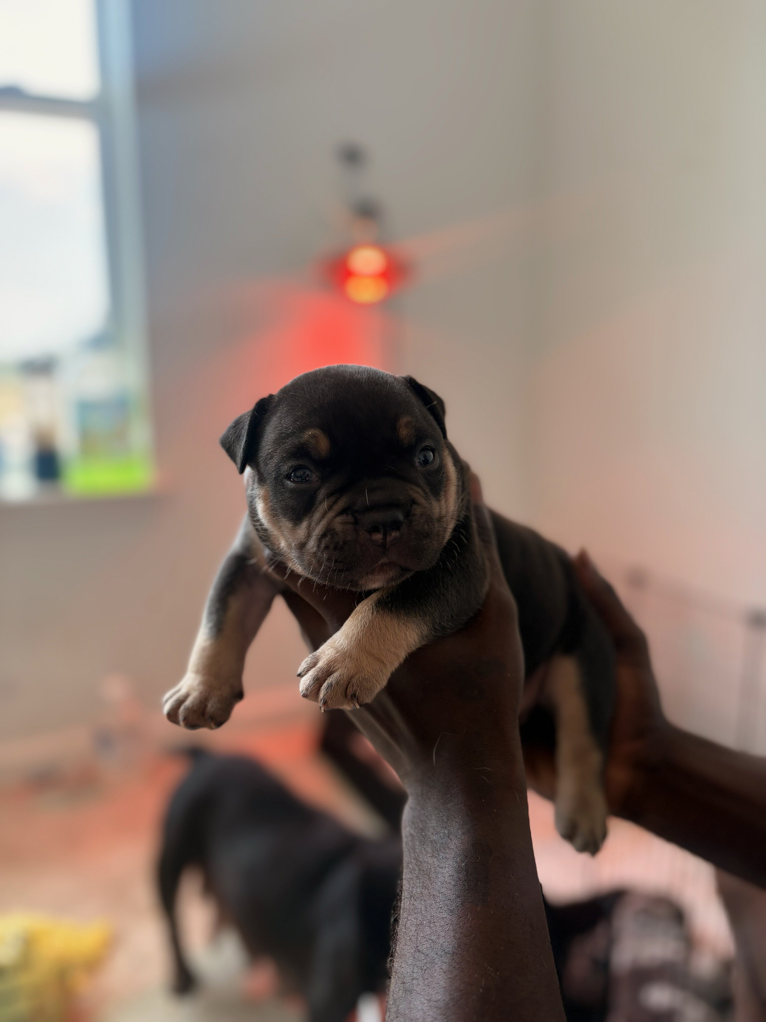 Micro bullies image 1