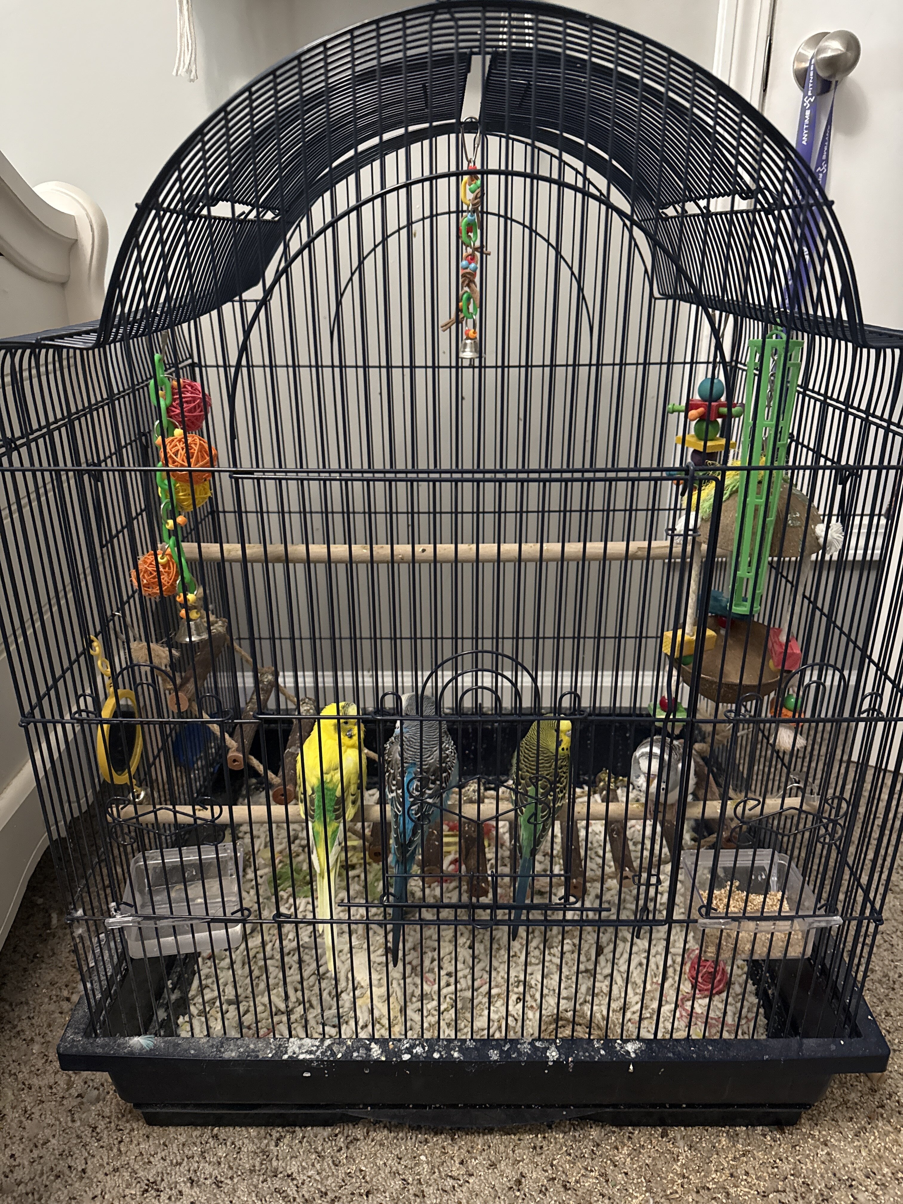 4 young healthy parakeets image 1