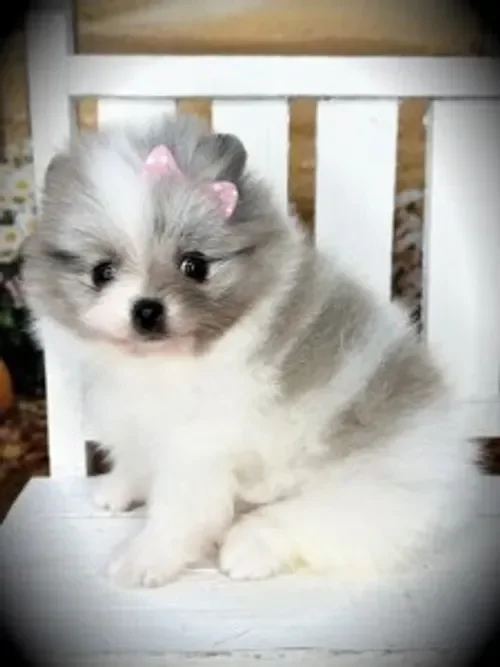 Purebred Teacup Pomeranian Puppies Available image 1
