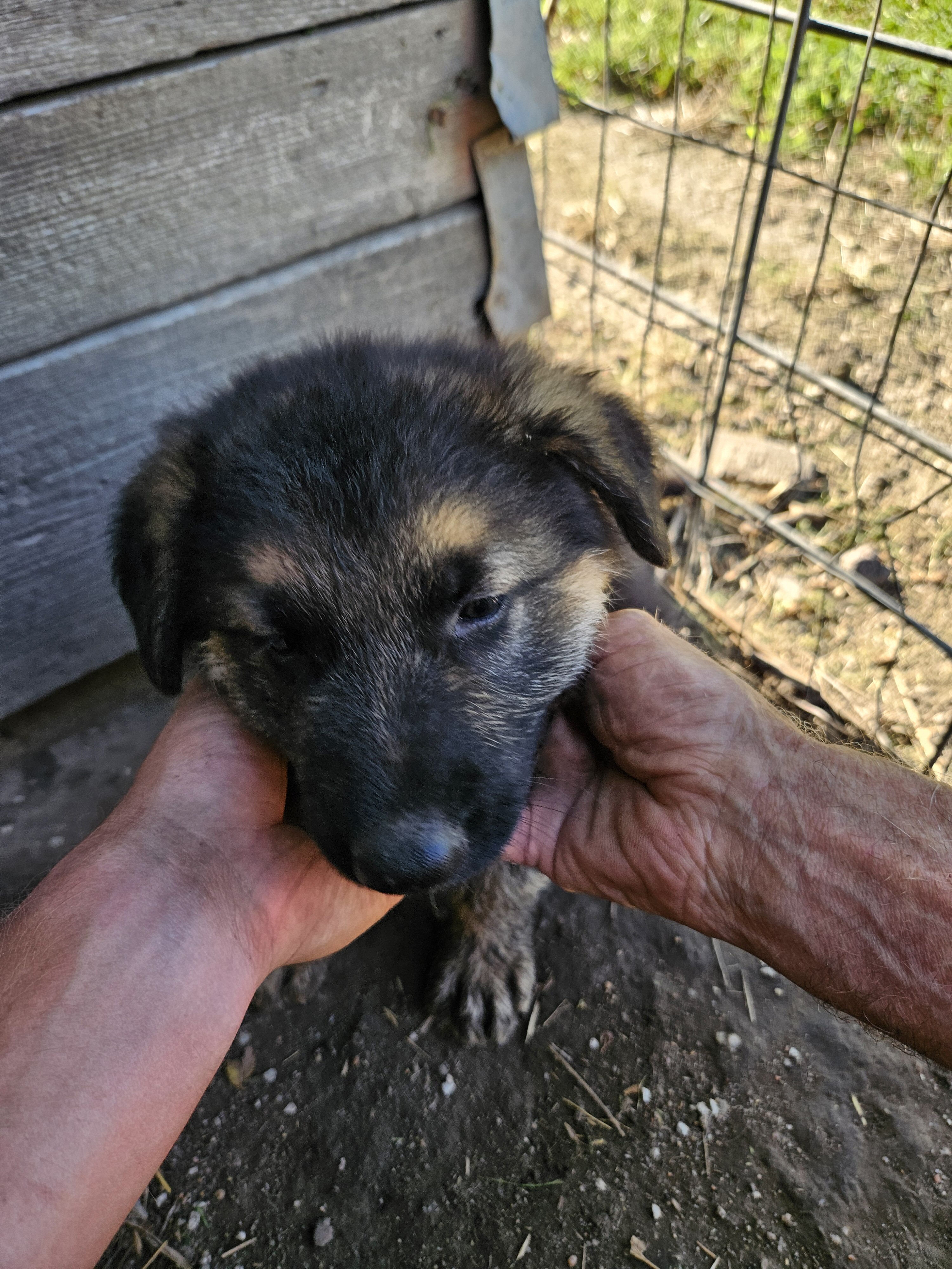 German shepherd pups image 2