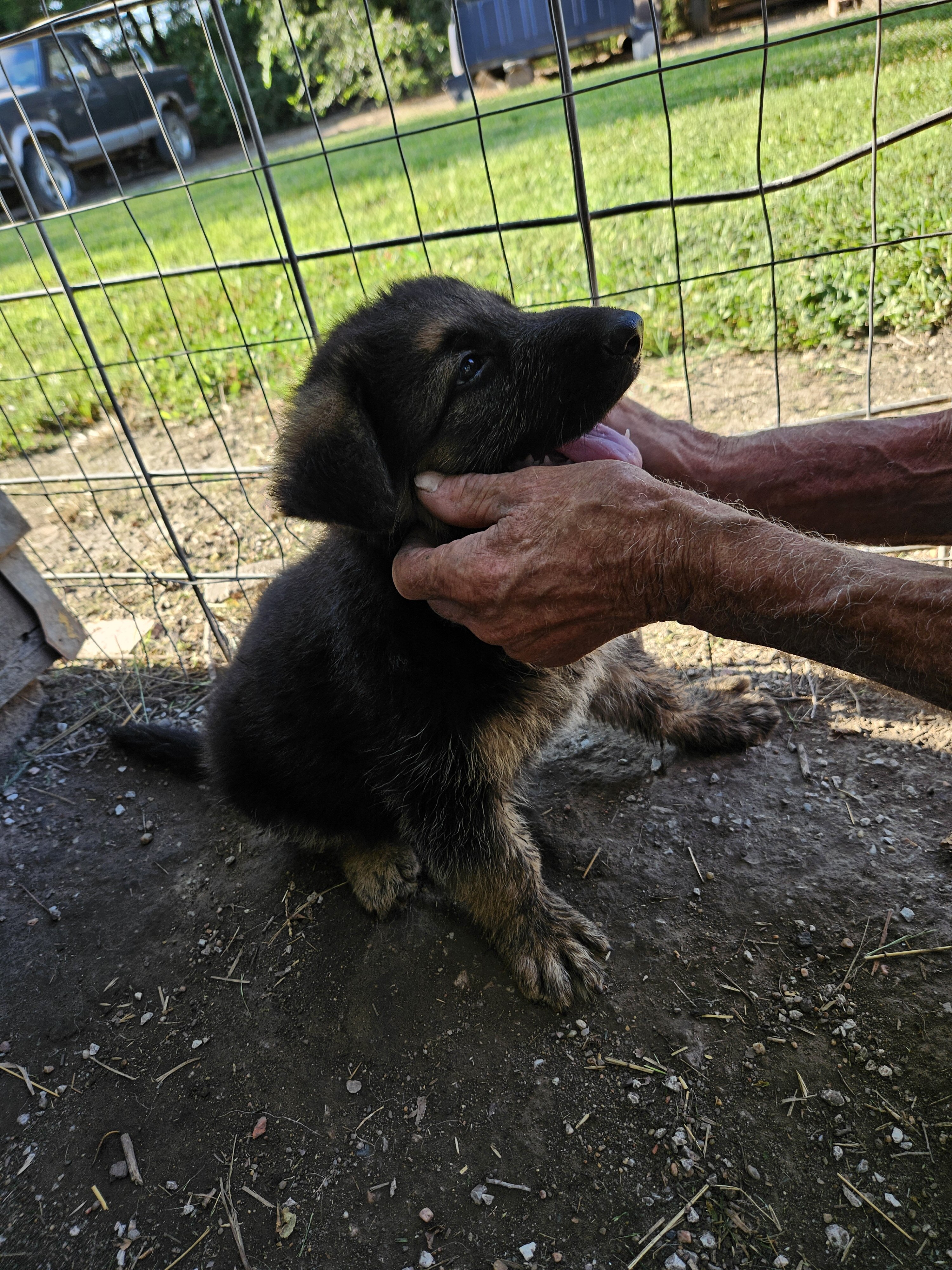 German shepherd pups image 3