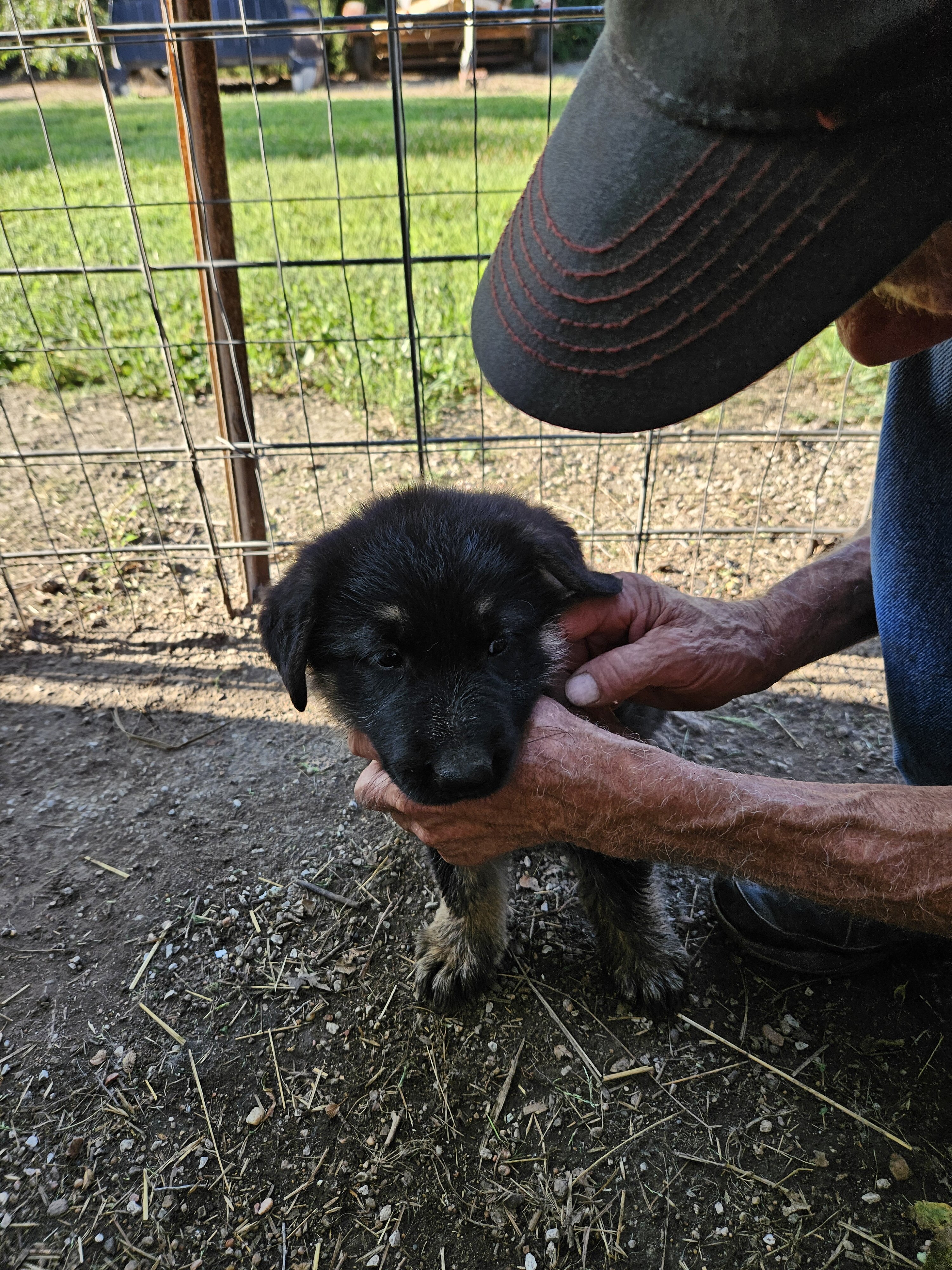 German shepherd pups image 1