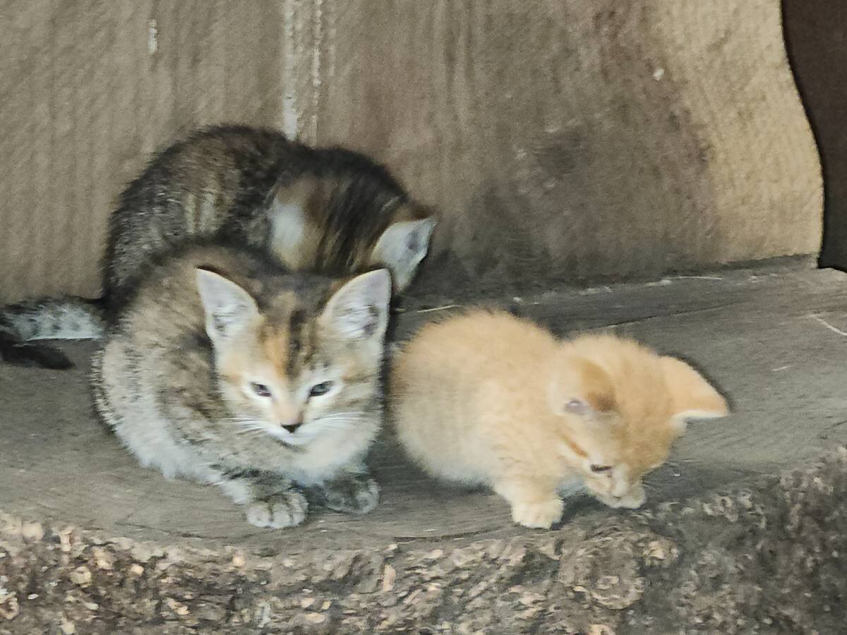 barn kitten image 1