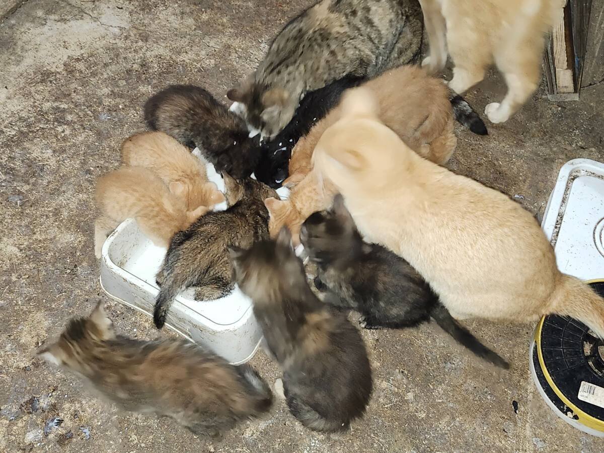 barn kitten image 2