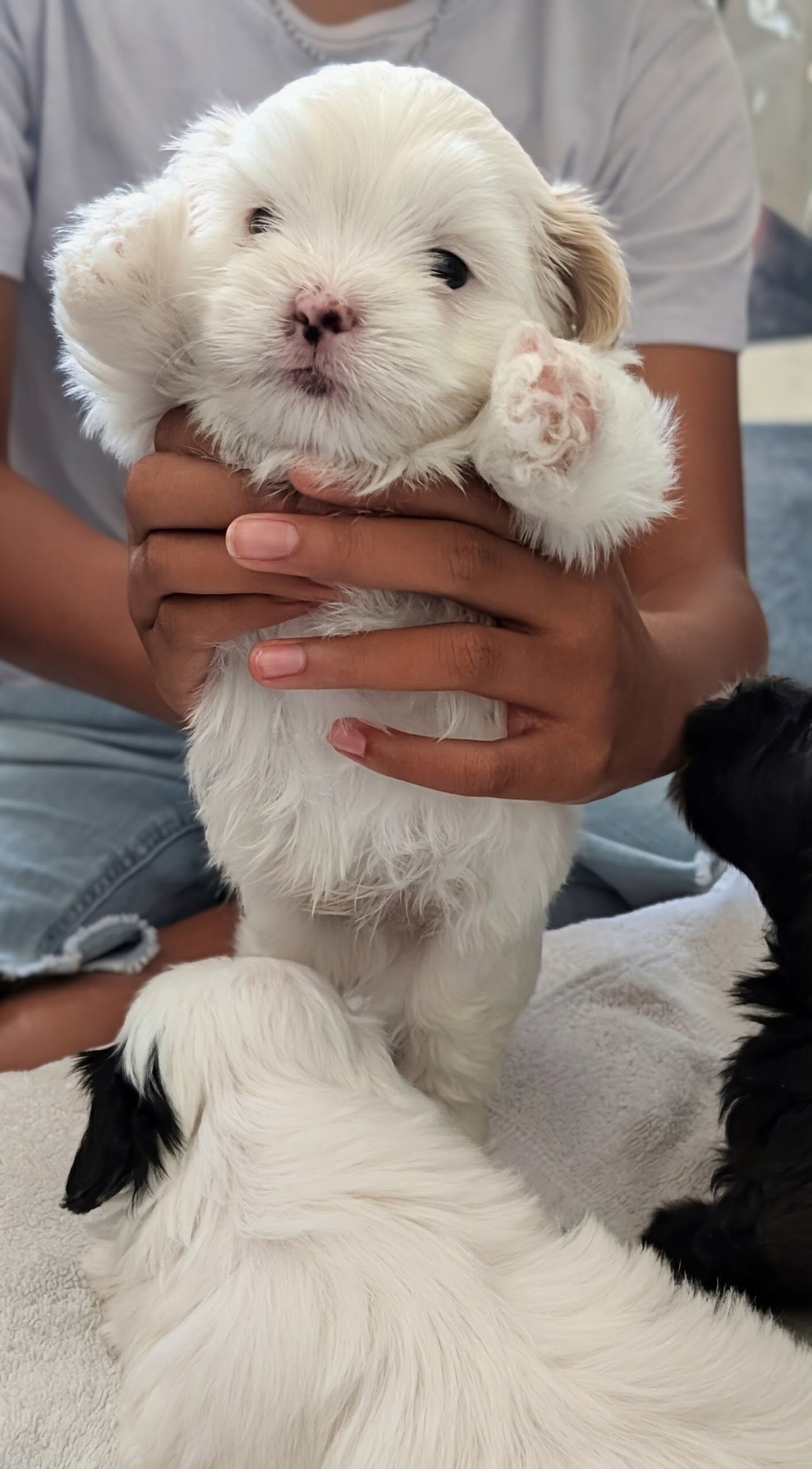 Malshi puppies image 1