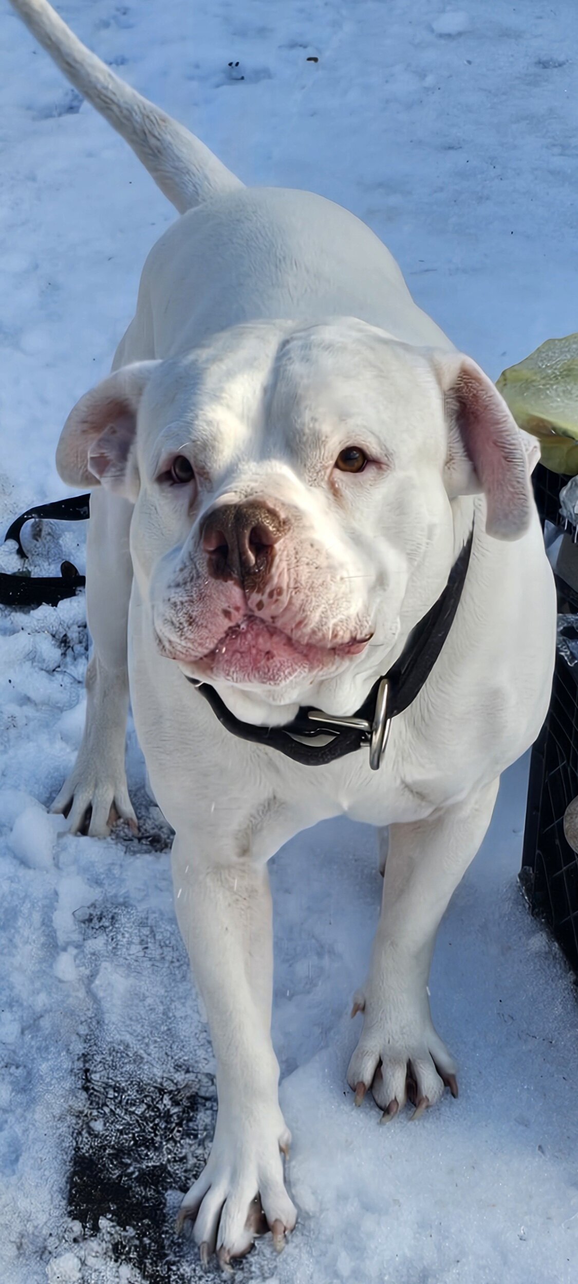 American bulldogs 5th generation image 5