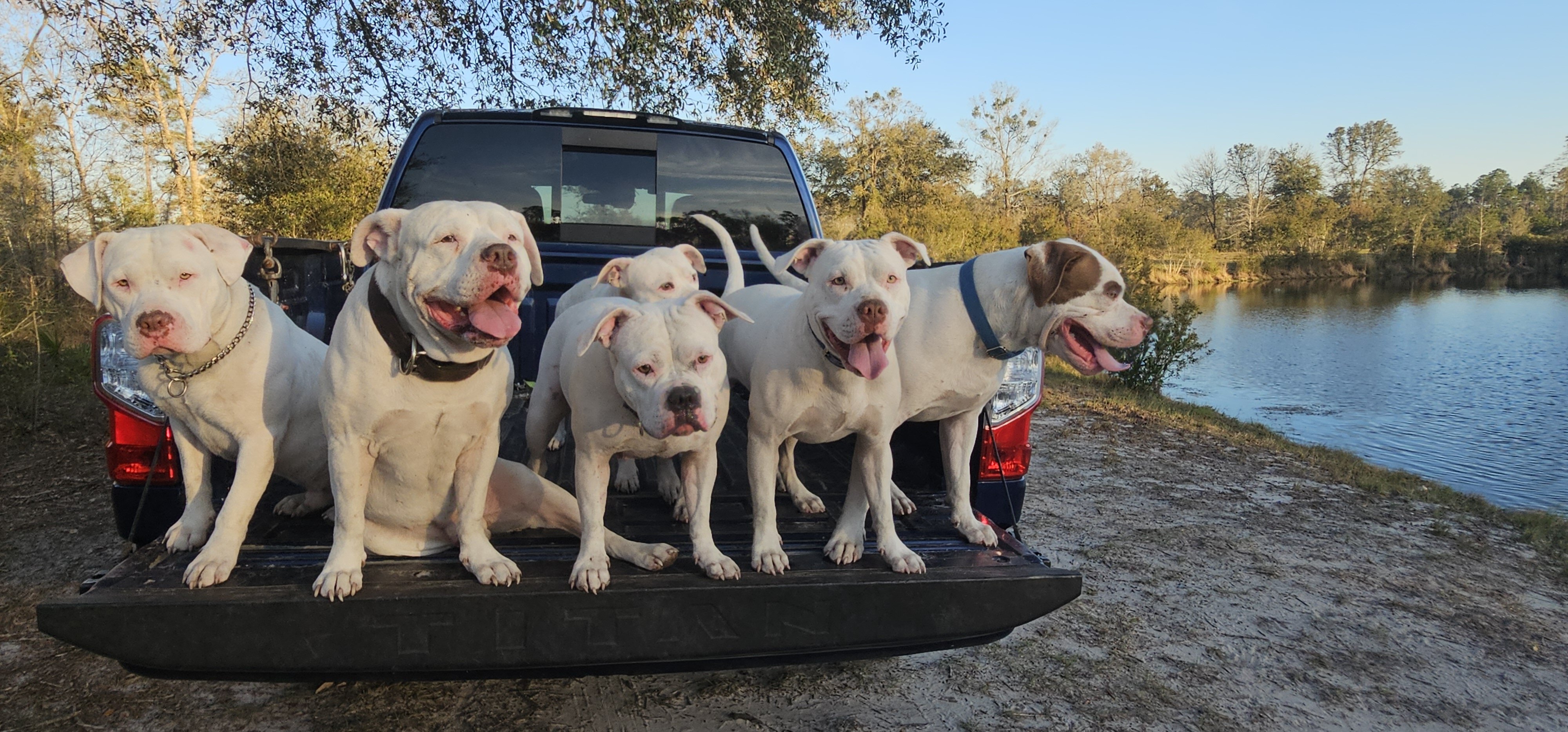 American bulldogs 5th generation image 3