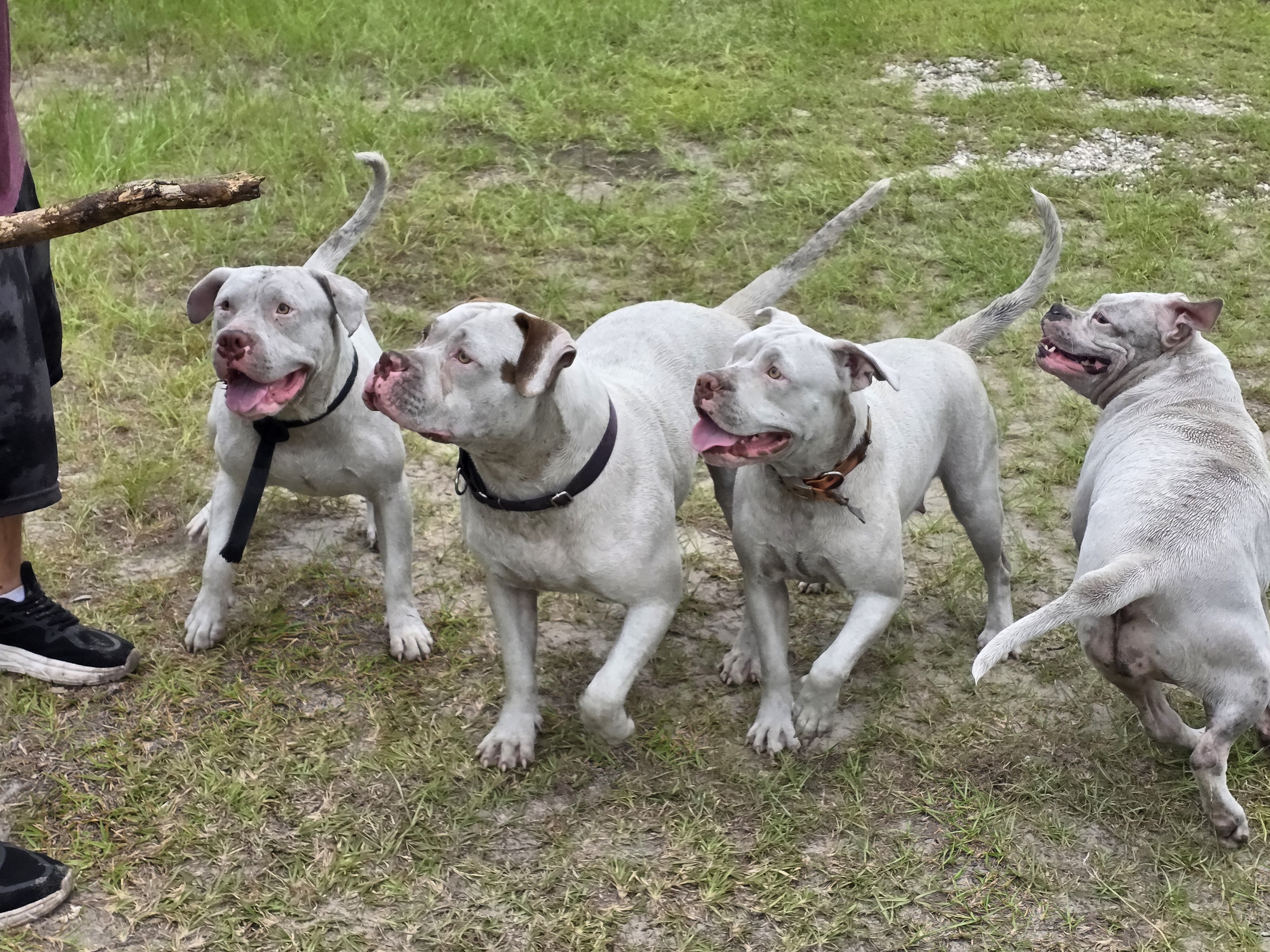 American bulldogs 5th generation image 4