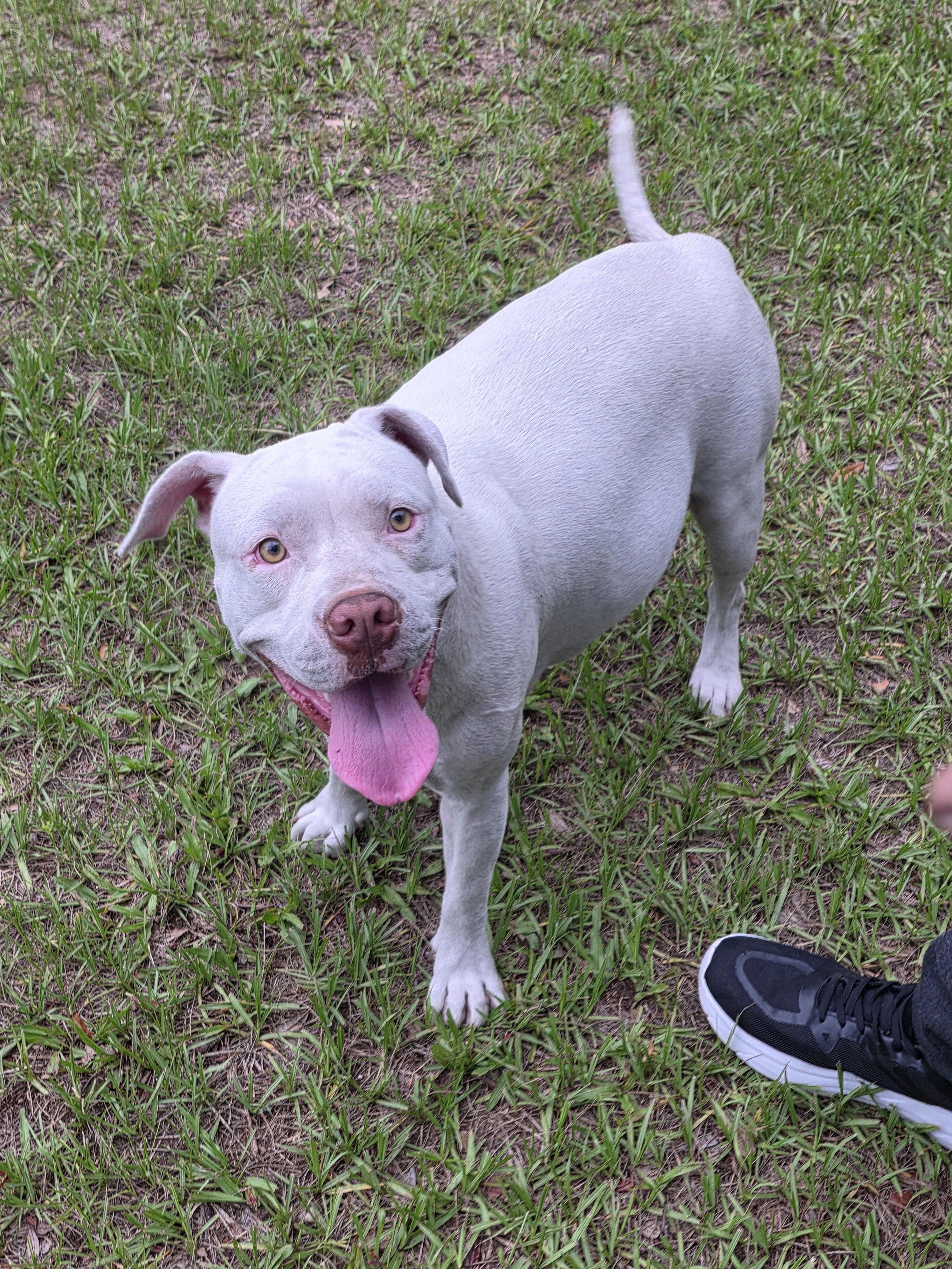 American bulldogs 5th generation image 6