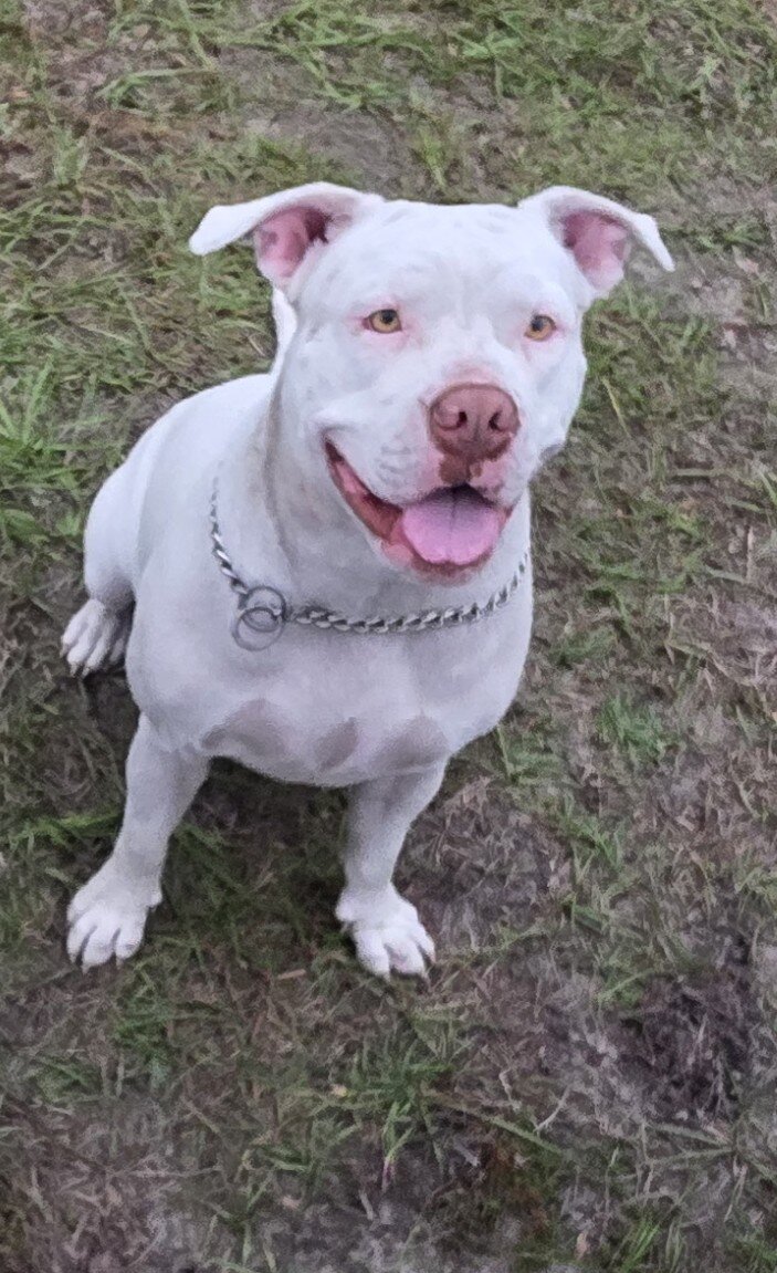 American bulldogs 5th generation image 1