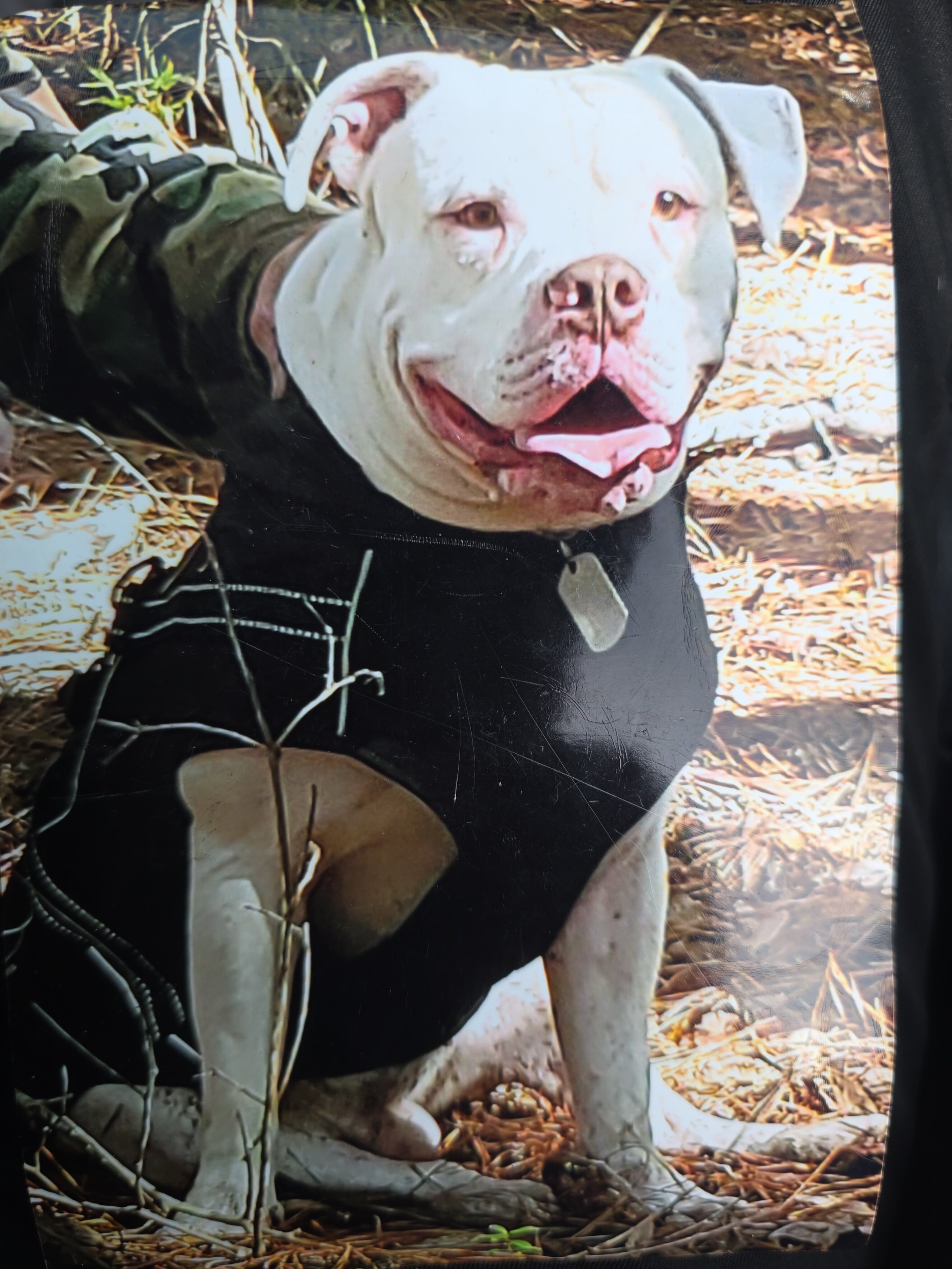 American bulldogs 5th generation image 2