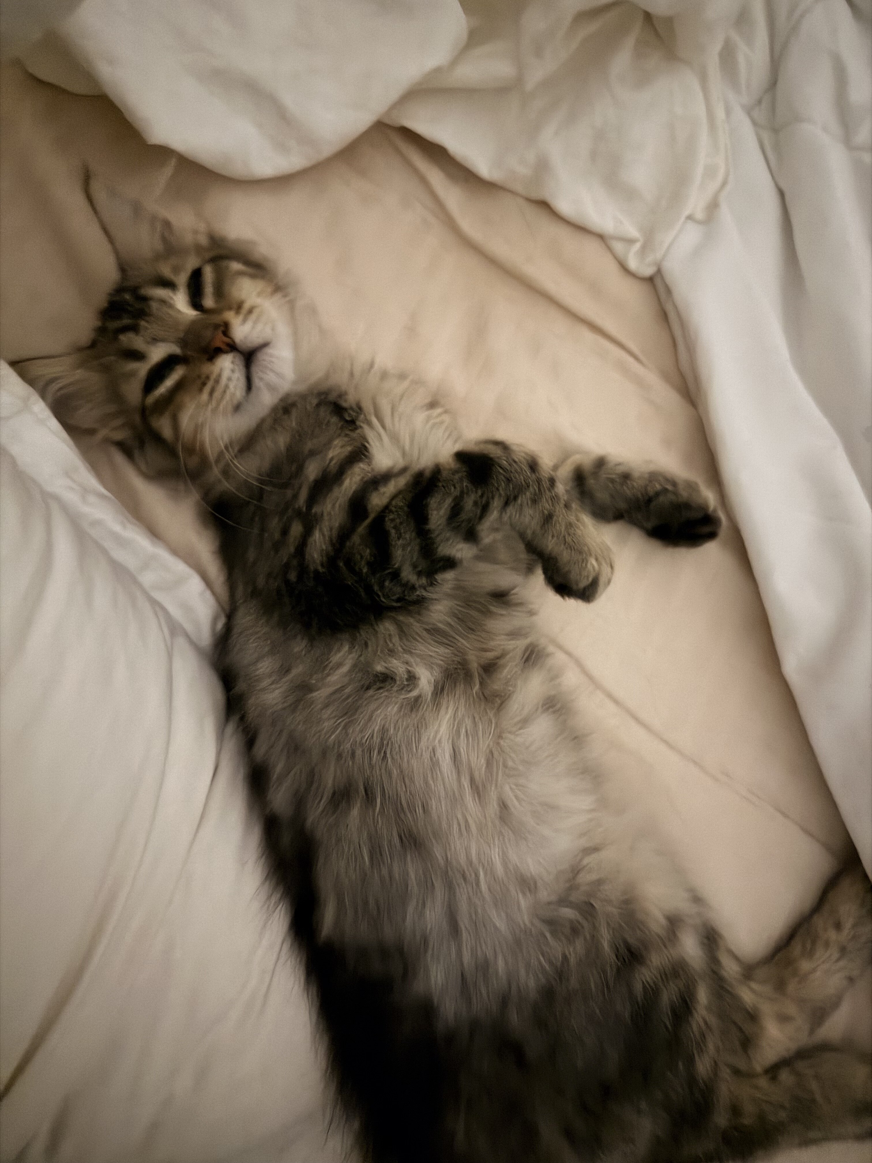 Adventure Kitten Ready For Adoption!! image 1