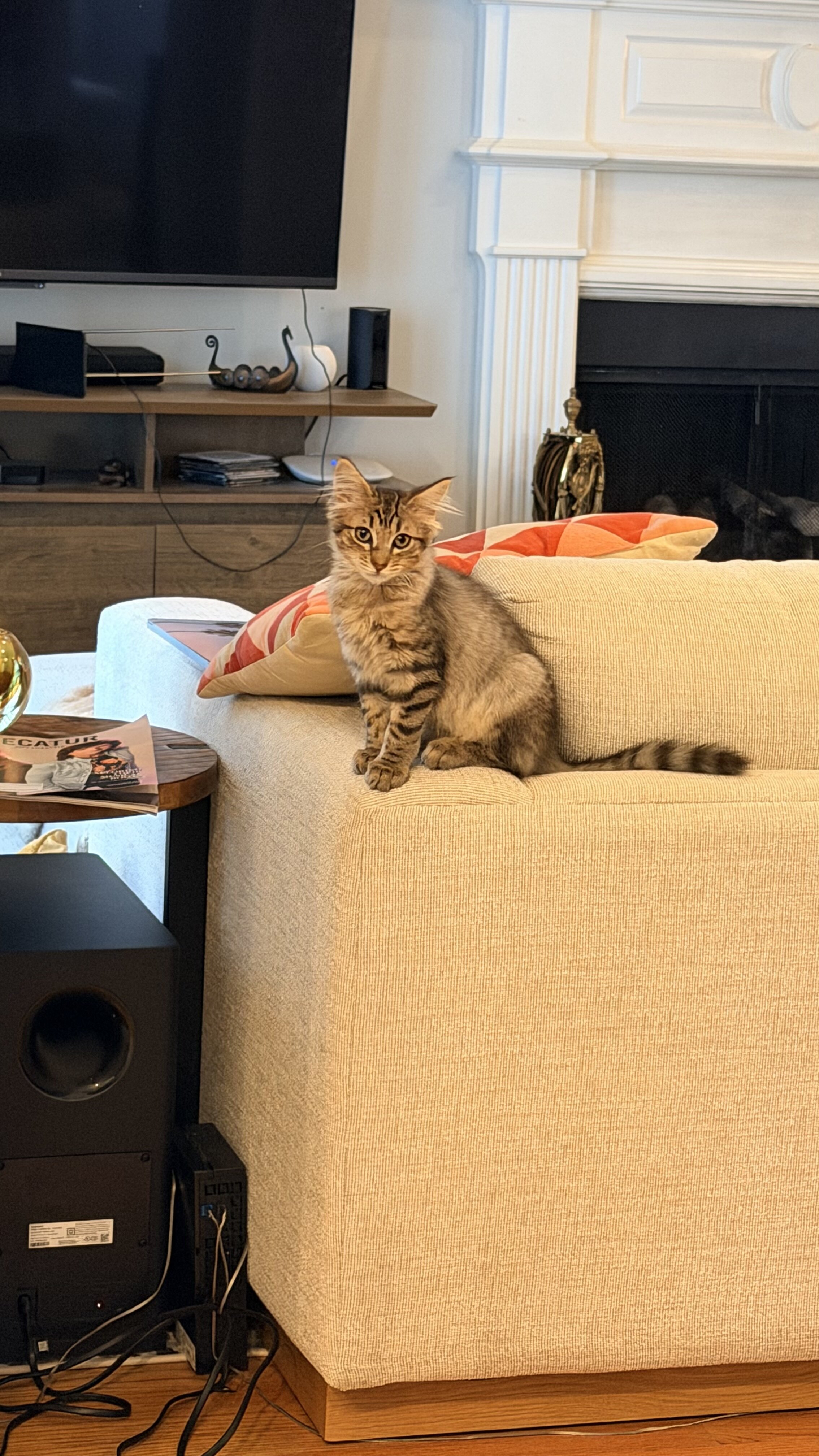 Adventure Kitten Ready For Adoption!! image 5