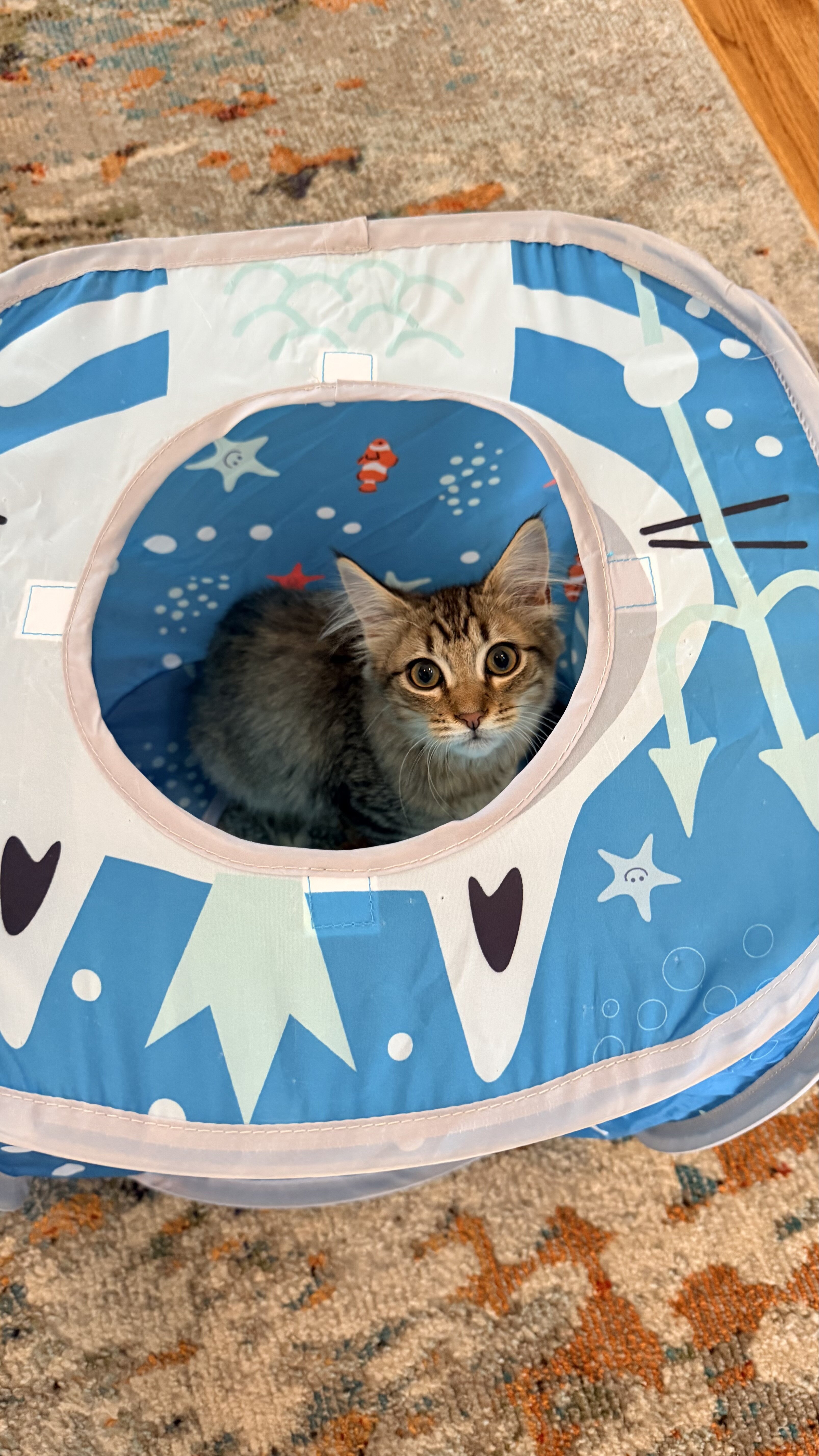 Adventure Kitten Ready For Adoption!! image 6