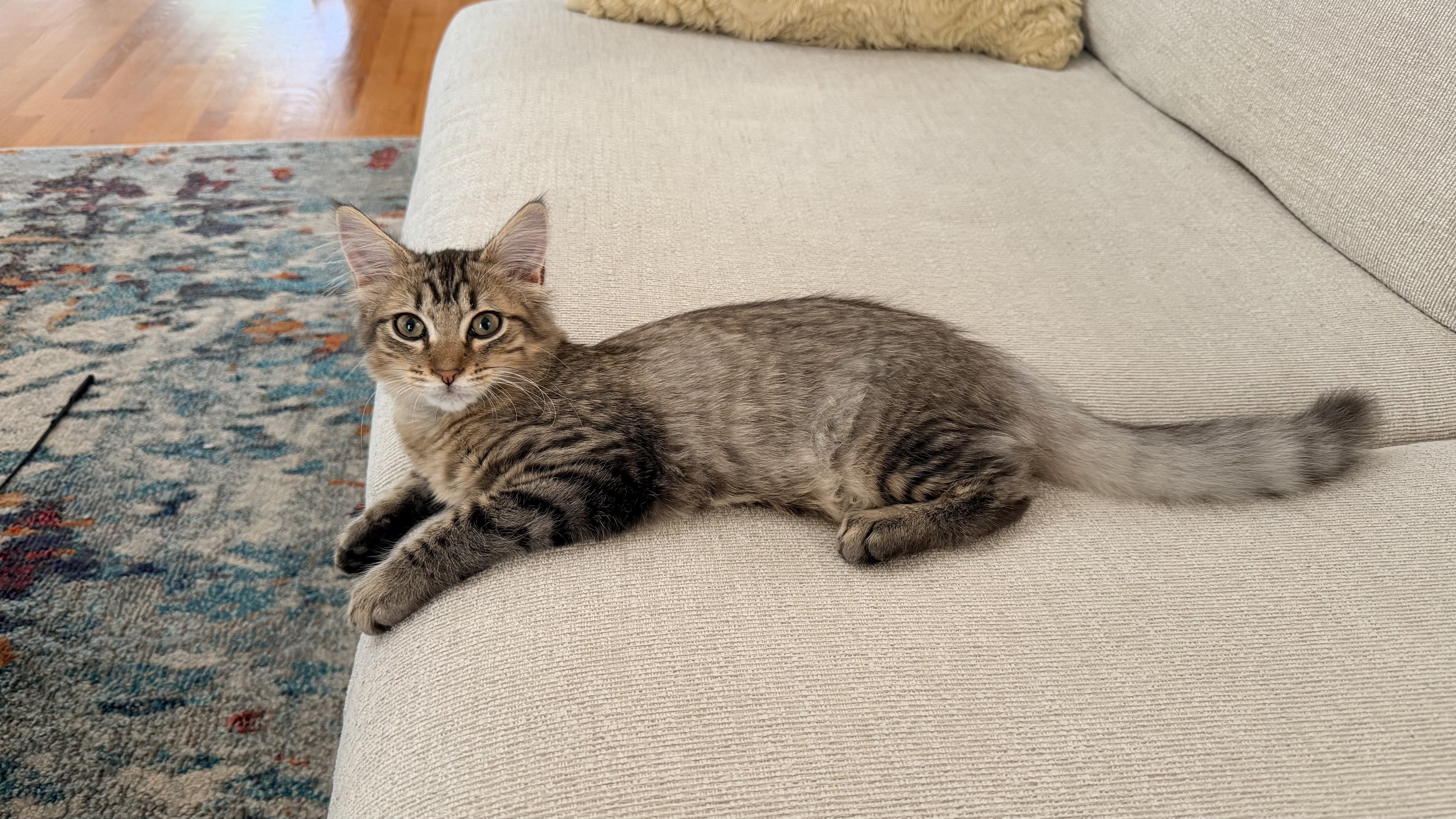 Adventure Kitten Ready For Adoption!! image 3