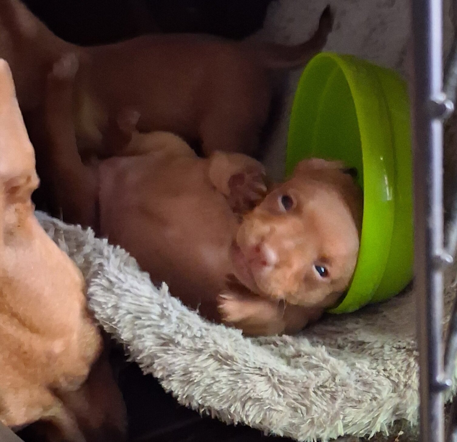 Very rare chiweenie image 1