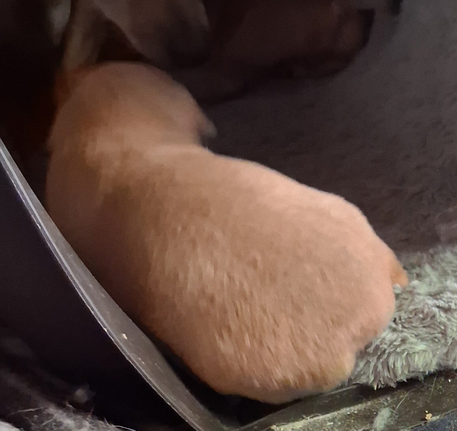 Very rare chiweenie image 2