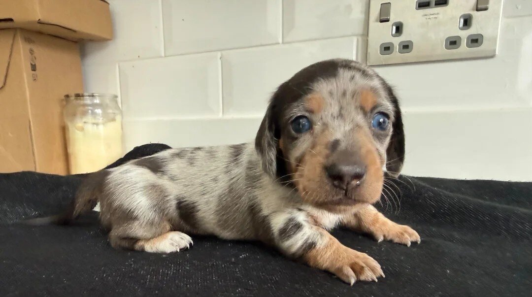 Miniature Dachshund Puppies – 1 Male & 1 Female – image 3