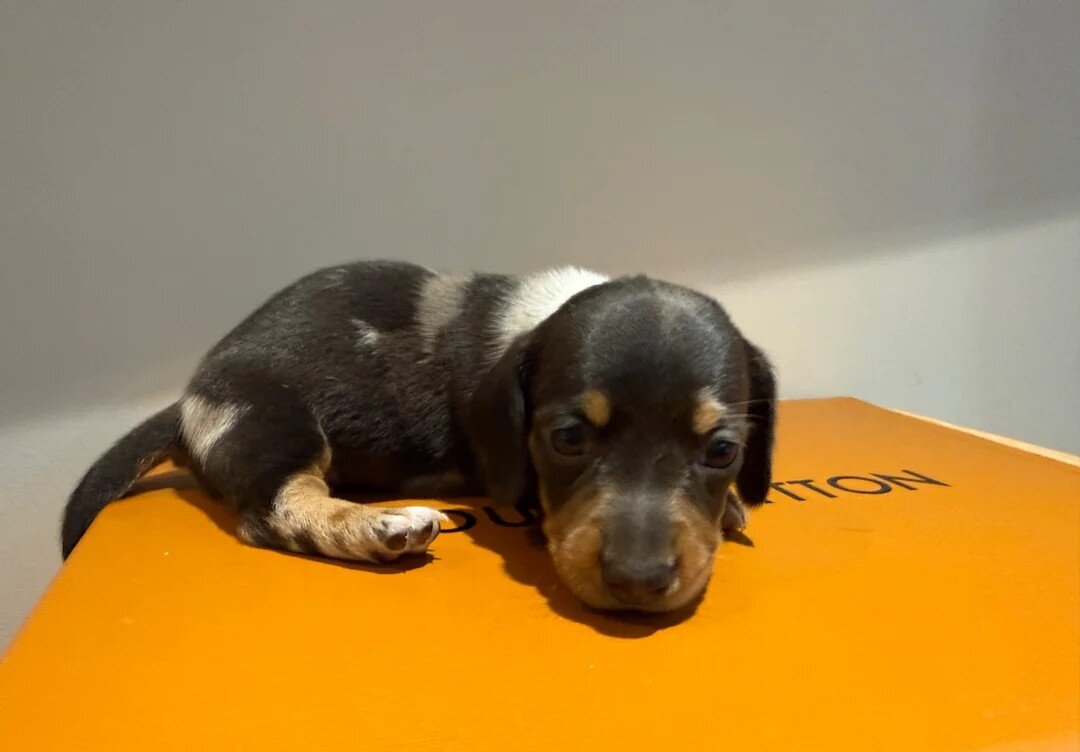 Miniature Dachshund Puppies – 1 Male & 1 Female – image 1