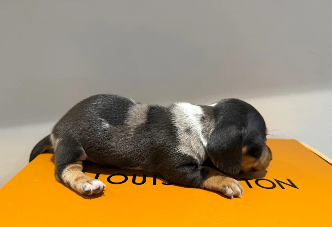 Miniature Dachshund Puppies – 1 Male & 1 Female – image 2