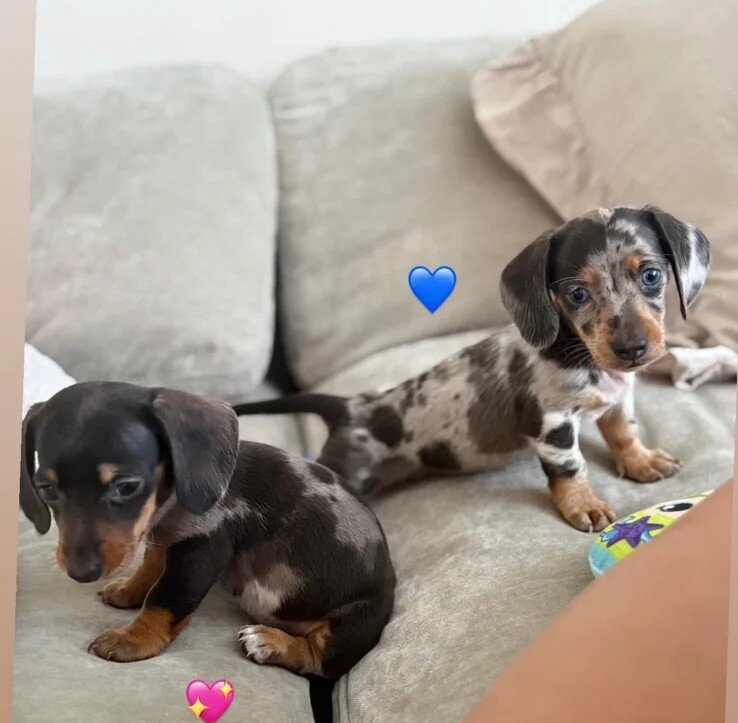 Miniature Dachshund Puppies – 1 Male & 1 Female – image 6