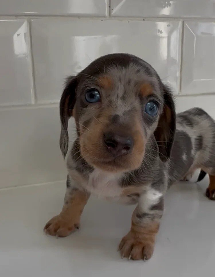 Miniature Dachshund Puppies – 1 Male & 1 Female – image 4