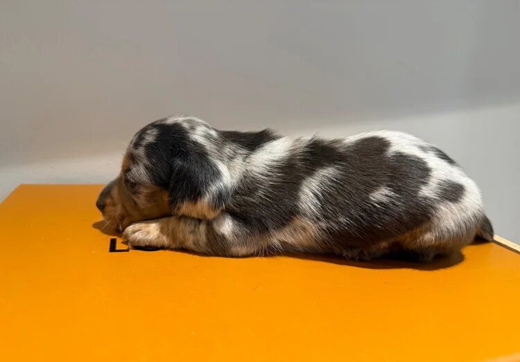Miniature Dachshund Puppies – 1 Male & 1 Female – image 5