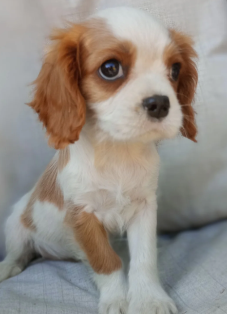 Adorable Cavalier King Charles Spaniel puppies image 10