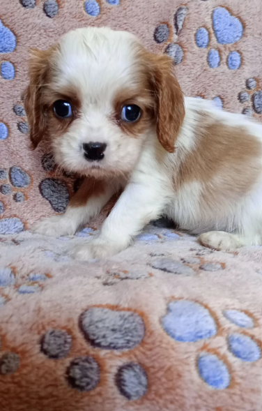 Adorable Cavalier King Charles Spaniel puppies image 1