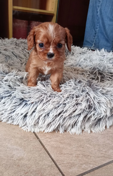 Adorable Cavalier King Charles Spaniel puppies image 9