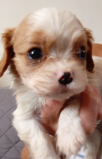 Adorable Cavalier King Charles Spaniel puppies image 8