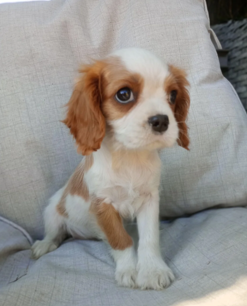 Adorable Cavalier King Charles Spaniel puppies image 7