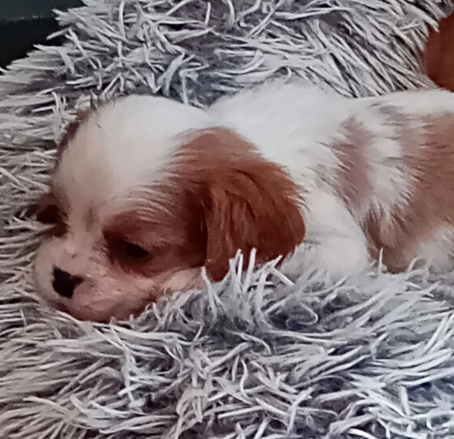 Adorable Cavalier King Charles Spaniel puppies image 6