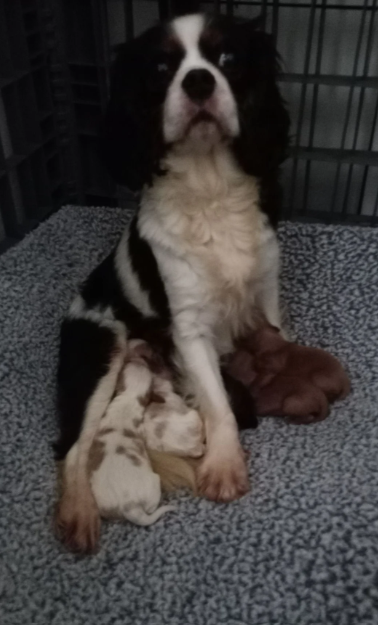 Adorable Cavalier King Charles Spaniel puppies image 5