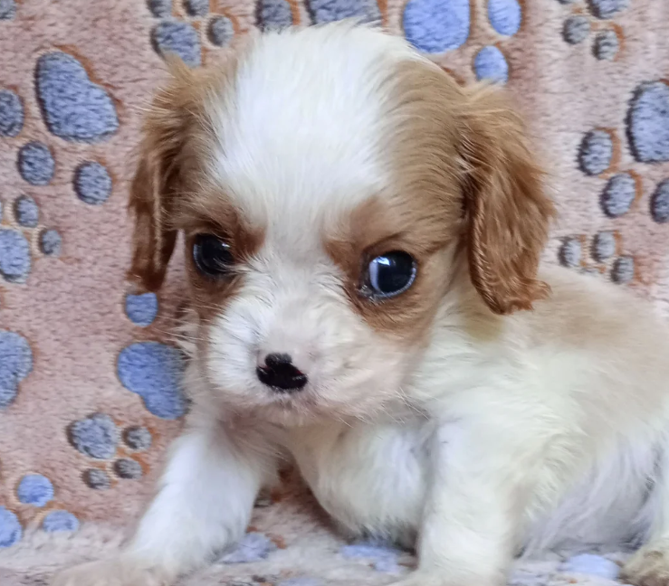 Adorable Cavalier King Charles Spaniel puppies image 4