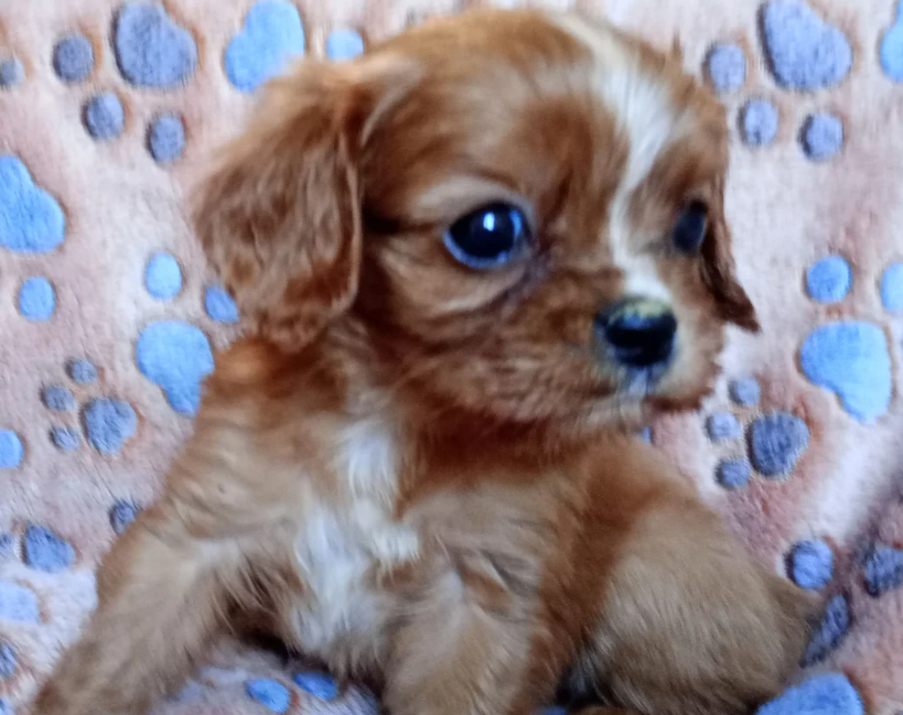 Adorable Cavalier King Charles Spaniel puppies image 3